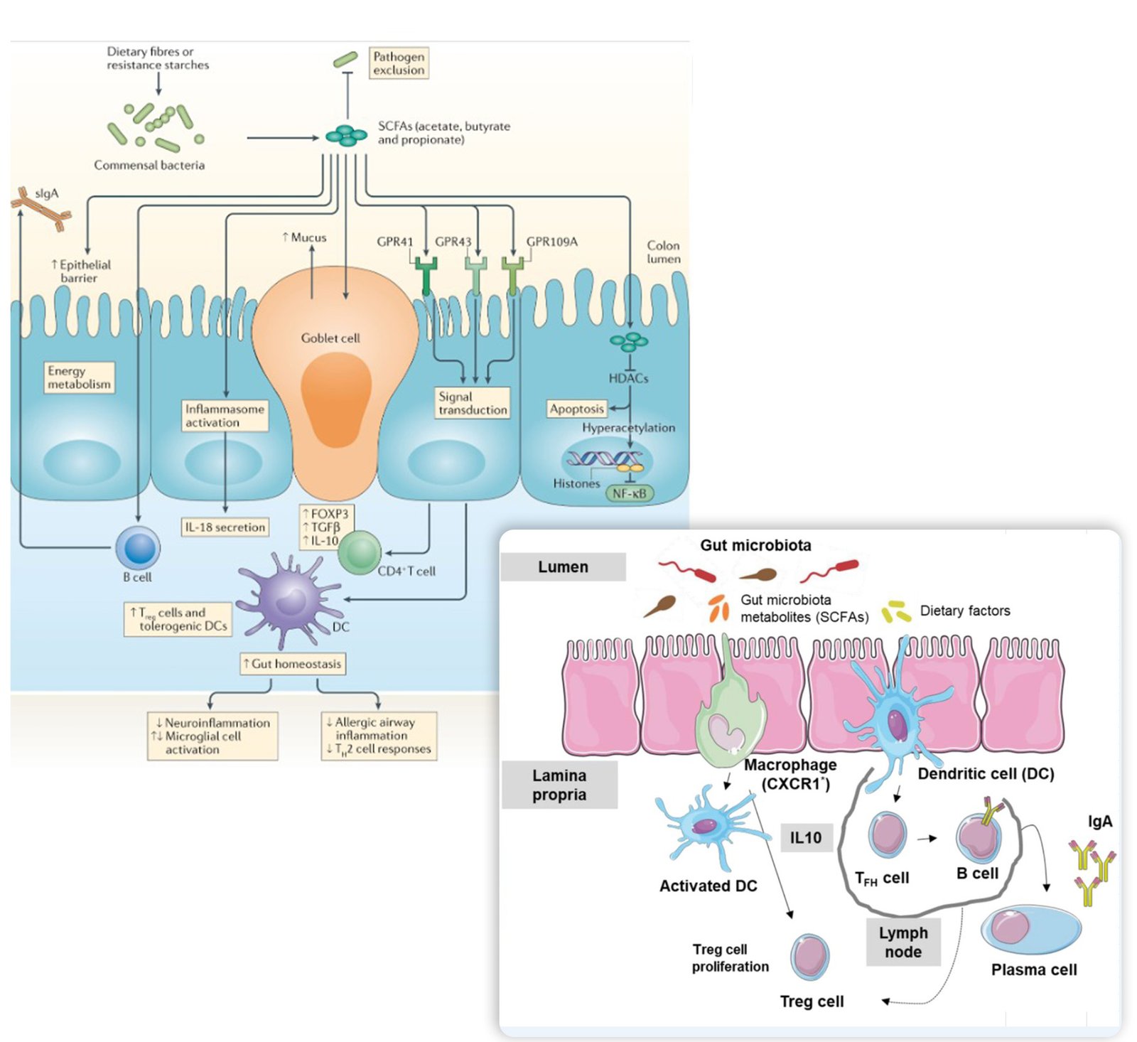 FMT Treatment for Metabolic Disorders - Obesity, Type 2 Diabetes, Metabolic Syndrome, Food Allergies, Chronic Fatigue, Melanoma